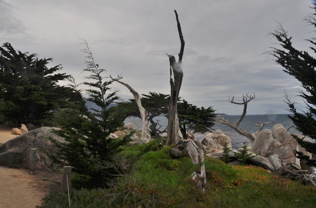 Ghost Tree